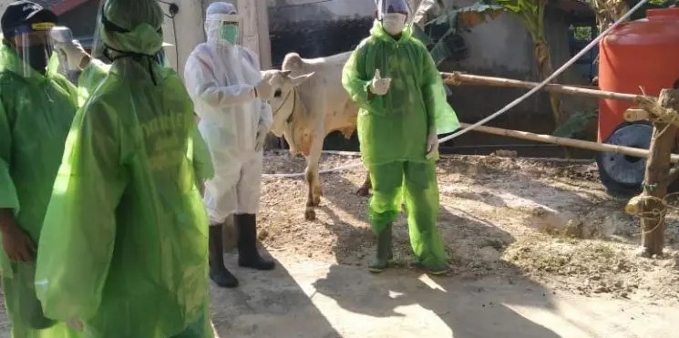 qurban