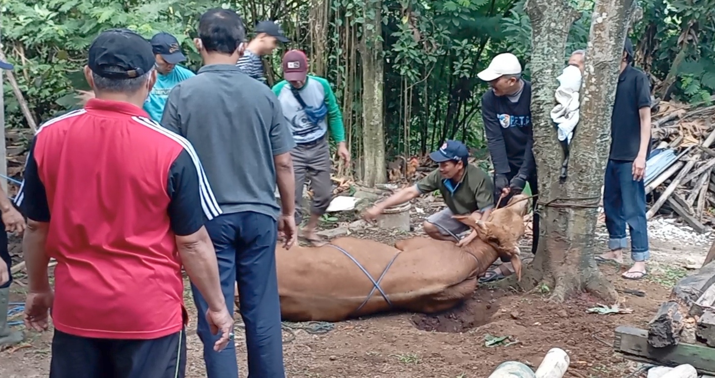 Tanamkan Keutamaan Kurban, Antusias Warga LDII Cimanggung untuk Berkurban Meningkat